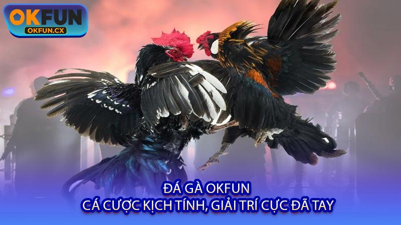 Đá Gà OKFUN - Cá Cược Kịch Tính, Giải Trí Cực Đã Tay